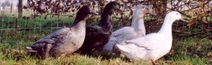 Eendeneieren vers 10 stuks